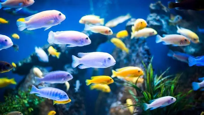 PetSmart Live Fish Refund Policy